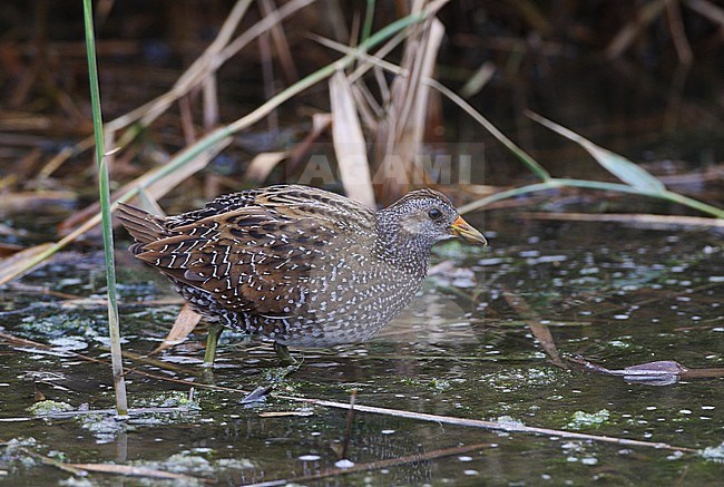 Adult Spotted Crake (Porzana porzana) in autumn plumage at Getterön in Sweden. stock-image by Agami/Helge Sorensen,