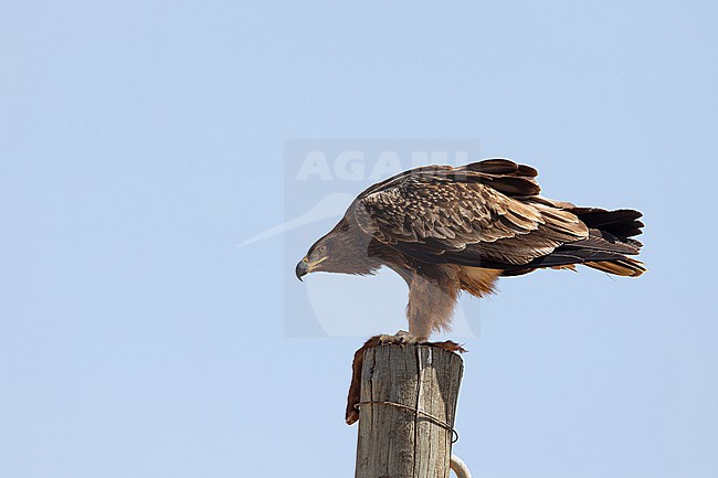 adult tawny eagle (Aquila rapax) perching on an electric pylon and feeding on a leg of a goat, found at Gaysay Plains in Ethiopia stock-image by Agami/Mathias Putze,