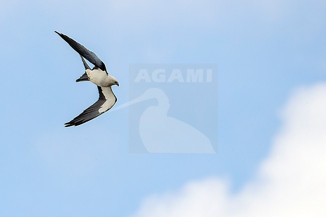 Adult Swallow-tailed Kite (Elanoides forficatus) soaring above São Jorge Island. stock-image by Agami/David Monticelli,