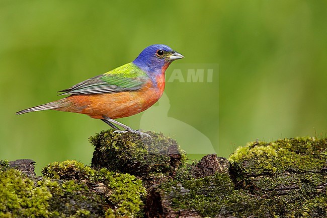 Adult male Painted Bunting, Passerina ciris.
Galveston Co., Texas, USA. stock-image by Agami/Brian E Small,