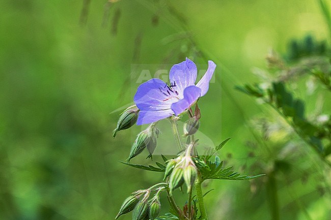 Meadow Crane's-bill flowers stock-image by Agami/Wil Leurs,