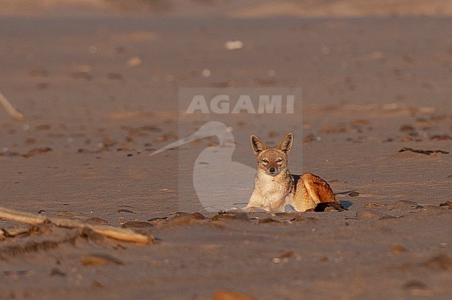 A sunlit black backed jackal lies in the sand. Skeleton Coast, Kunene, Namibia. stock-image by Agami/Sergio Pitamitz,