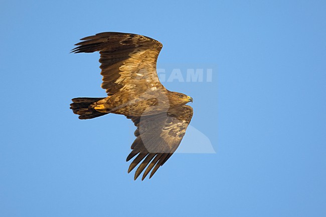 Onvolwassen Steppearend in de vlucht; Immature Steppe Eagle in flight stock-image by Agami/Daniele Occhiato,