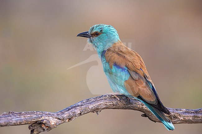 A close up of a roller sitting on a branch stock-image by Agami/Onno Wildschut,