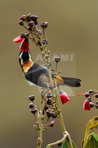 Birds of Peru, a nectar drinking Moustached Flowerpiercer (Diglossa mystacalis) stock-image by Agami/Dubi Shapiro,
