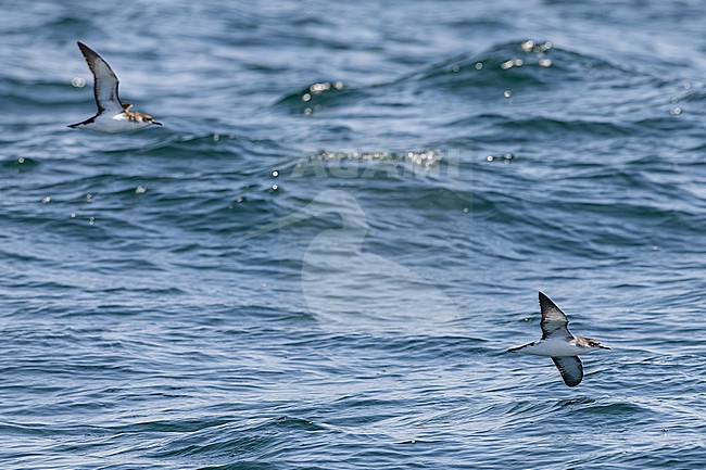  stock-image by Agami/Menno van Duijn,