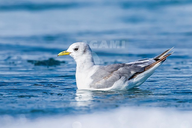 First summer Black-legged Kittiwake (Rissa tridactyla tridactyla) swimming at Jökulsárlón in Iceland. stock-image by Agami/Vincent Legrand,