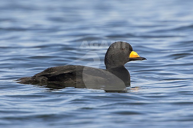 Black Scoter (Melanitta americana) swimming offshore near Qualicum, BC, Canada. stock-image by Agami/Glenn Bartley,