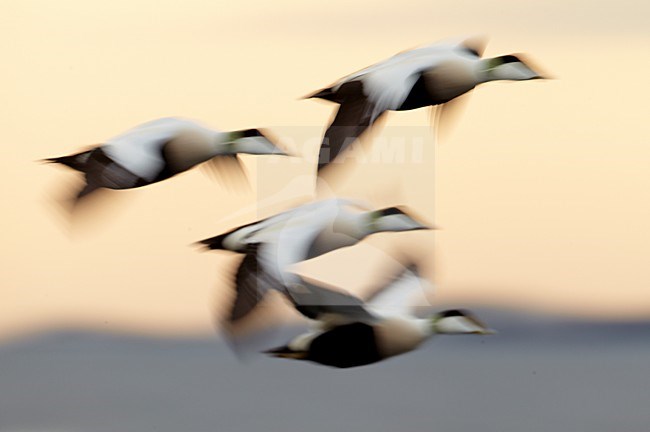 Eiders in de vlucht; Common Eiders in flight stock-image by Agami/Markus Varesvuo,