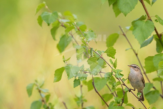 Dusky Warbler (Phylloscopus fuscatus fuscatus), Russia (Baikal), adult stock-image by Agami/Ralph Martin,