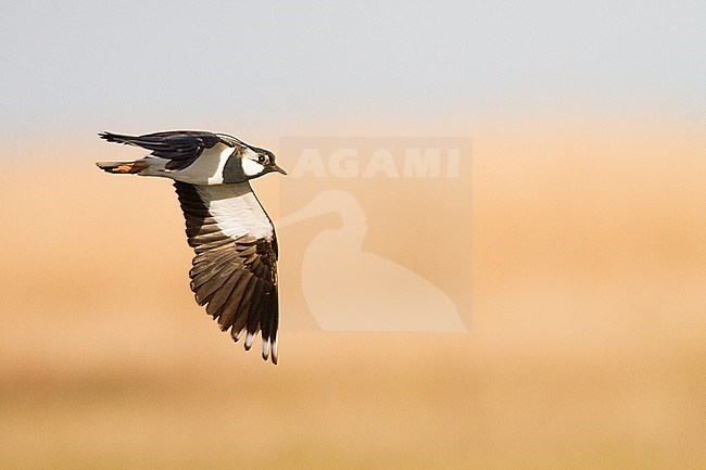 Northern Lapwing (Vanellus vanellus) in the Netherlands. Flying past on eye level. stock-image by Agami/Menno van Duijn,