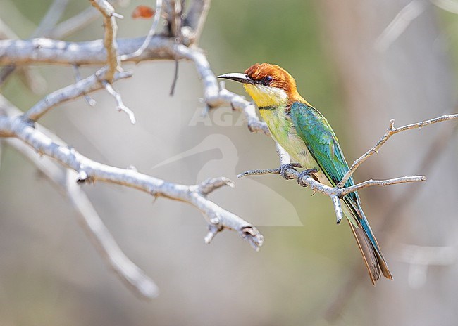 Chestnut-headed Bee-eater (Merops leschenaulti) perched on a branch. stock-image by Agami/Lennart Verheuvel,
