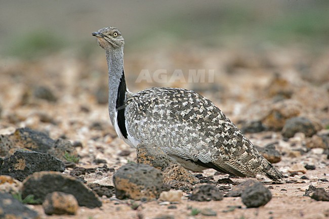 Houbara Bustard adult standing, Kraagtrap adult staand stock-image by Agami/Bill Baston,