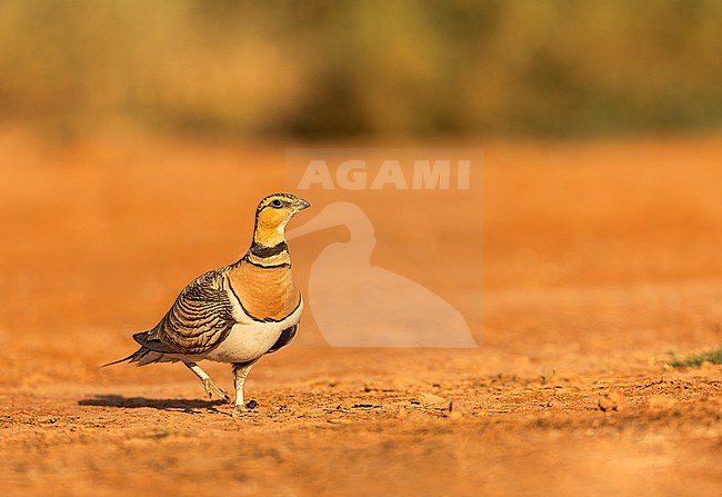 Pin-tailed Sandgrouse (Pterocles alchata) on the steppes of Belchite, Spain. stock-image by Agami/Marc Guyt,
