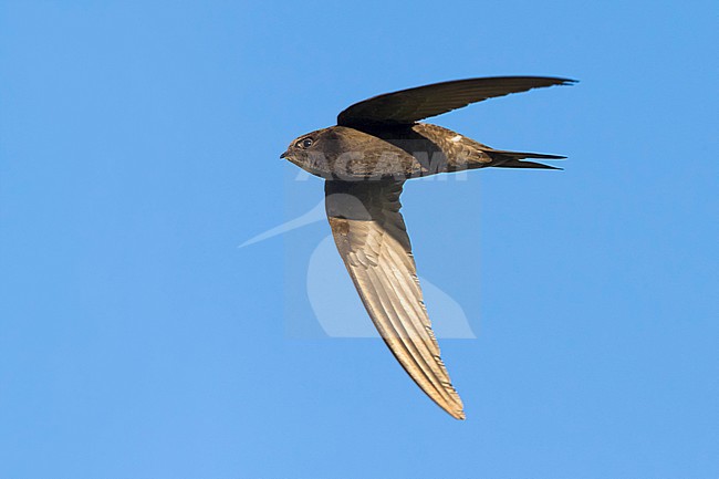 Gierzwaluw; Common Swift stock-image by Agami/Daniele Occhiato,