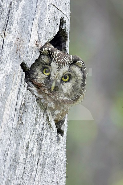 Tengmalm's Owl (Aegolius funereus) peeking out of nesthole in Kuusamo, Finland. stock-image by Agami/Tomi Muukkonen,