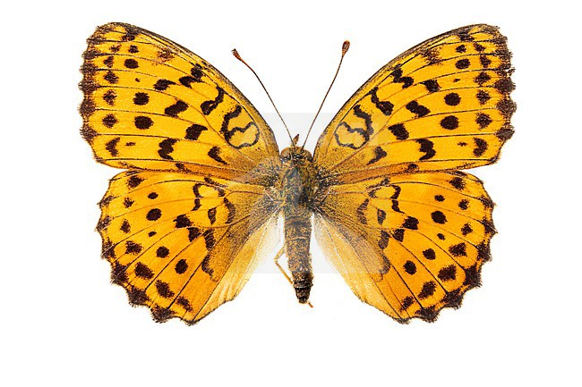Marbled Fritillary, Braamparelmoervlinder, Brenthis daphne stock-image by Agami/Wil Leurs,