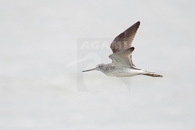 adult common greenshank (Tringa nebularia) in flight, found at Lake Neusiedl in Austria stock-image by Agami/Mathias Putze,