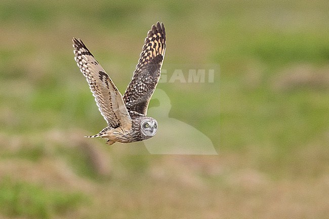 Short-eared_Owl (Asio flammeus), adult female in flight, Northeastern Region, Iceland stock-image by Agami/Saverio Gatto,