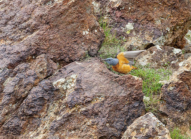 Adult male Common Rock Thrush (Monticola saxatilis) stretching its wings, showing under wing pattern. Also known as Rufous-tailed Rock Thrush. stock-image by Agami/Yoav Perlman,