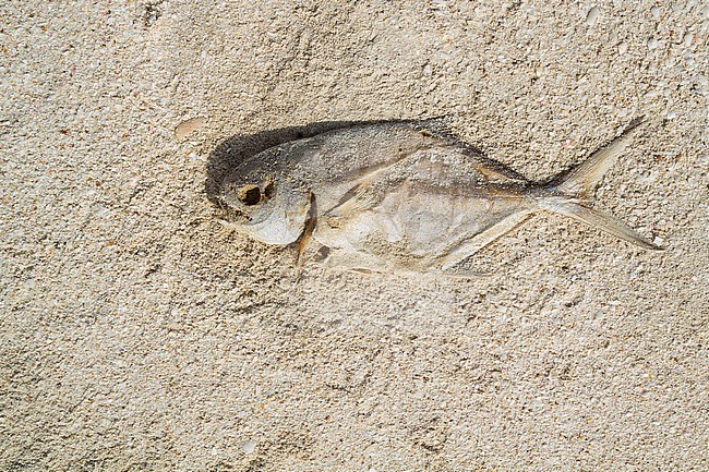Al Wusta Governorate, Oman stock-image by Agami/Ralph Martin,
