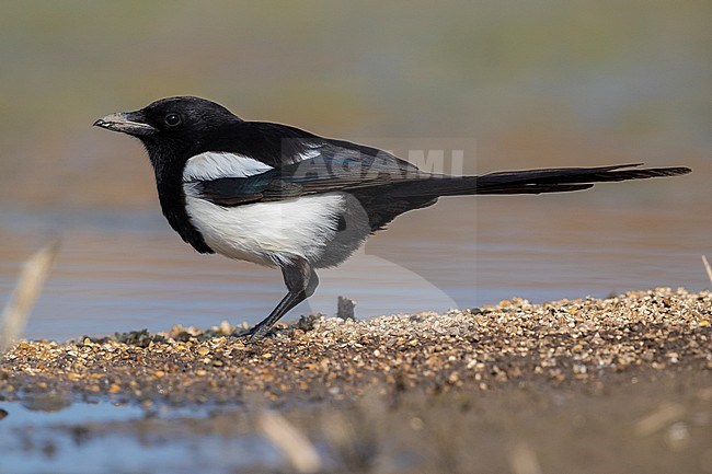 Eurasian Magpie (Pica pica), adult standing on the ground stock-image by Agami/Saverio Gatto,