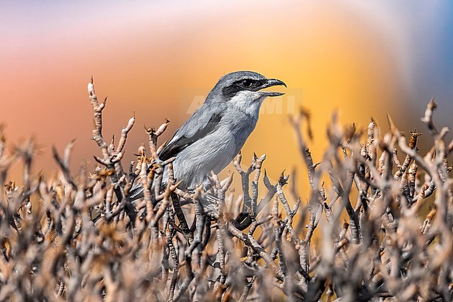 1st summer male Southern Grey Shrike (Lanius meridionalis koenigi) perched in a bush in Sao Miguel de Abona, Tenrife, Canary Islands, Spain. stock-image by Agami/Vincent Legrand,
