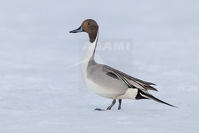 Northern Pintail (Anas acuta), side view of an adult male standing on the ground covered in snow, Finnmark, Norway stock-image by Agami/Saverio Gatto,