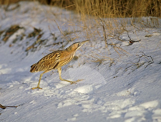 Great Bittern; Roerdomp stock-image by Agami/Markus Varesvuo,