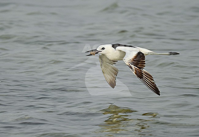  stock-image by Agami/Eduard Sangster,