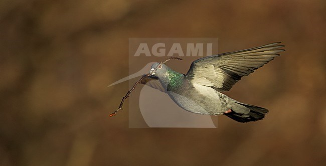 Stadsduif in de vlucht; Feral Pigeon in flight stock-image by Agami/Markus Varesvuo,