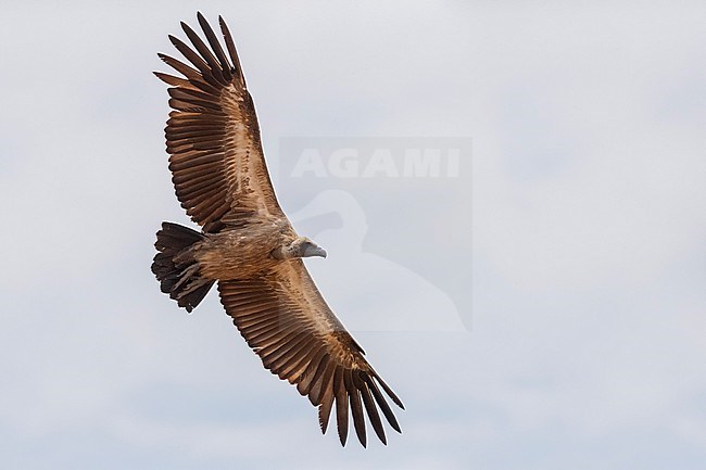 White-backed Vulture (Gyps africanus), immature in flight seen from below, Mpumalanga, South Africa stock-image by Agami/Saverio Gatto,