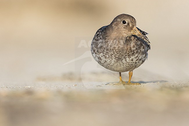 First-winter Purple Sandpiper (Calidris maritima) on beach of Wadden Isle in Germany (Niedersachsen). stock-image by Agami/Ralph Martin,