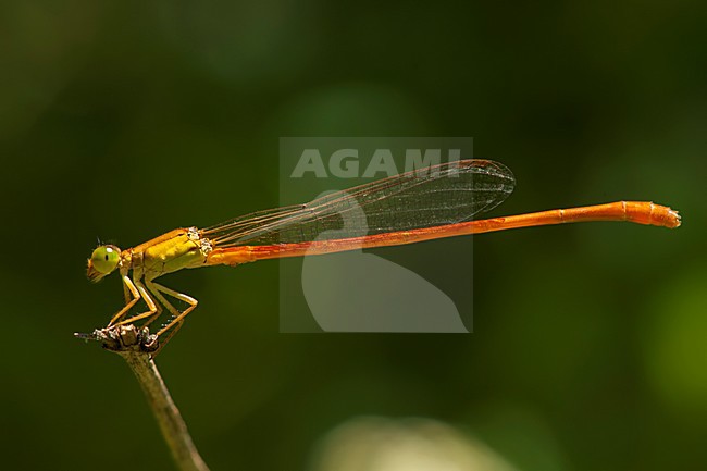 Mannetje Ceriagrion glabrum, Male Common Orange stock-image by Agami/Wil Leurs,