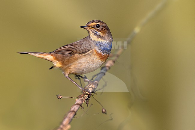White-spotted Bluethroat, Luscinia svecica, in Italy. stock-image by Agami/Daniele Occhiato,