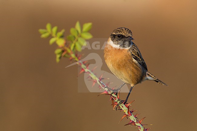 Perched male European Stonechat (Saxicola rubicola) in Italy. stock-image by Agami/Daniele Occhiato,