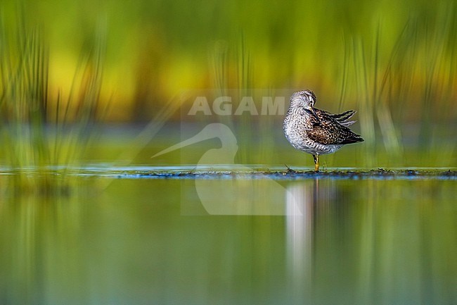 Wood Sandpiper (Tringa glareola) in Italy. stock-image by Agami/Daniele Occhiato,
