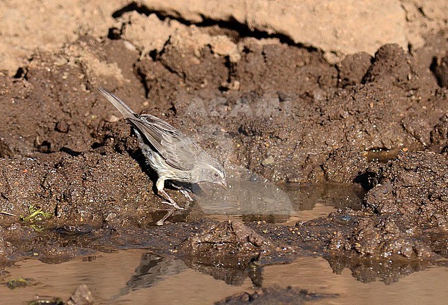 Brown-rumped Seedeater (Crithagra tristriata) in Ethiopia. stock-image by Agami/Laurens Steijn,