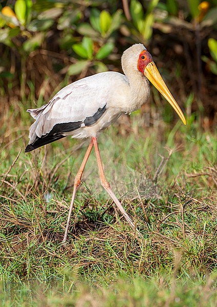 Yellow-billed Stork (Mycteria ibis) in the Gambia. Wading in shallow water. stock-image by Agami/Marc Guyt,