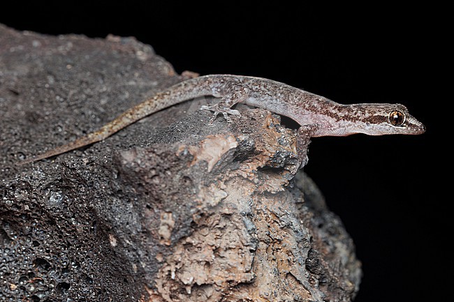 San Cristóbal Leaf-toed Gecko (Phyllodactylus leei) taken the 01/11/2025 at San Cristóbal - Galapagos. stock-image by Agami/Nicolas Bastide,