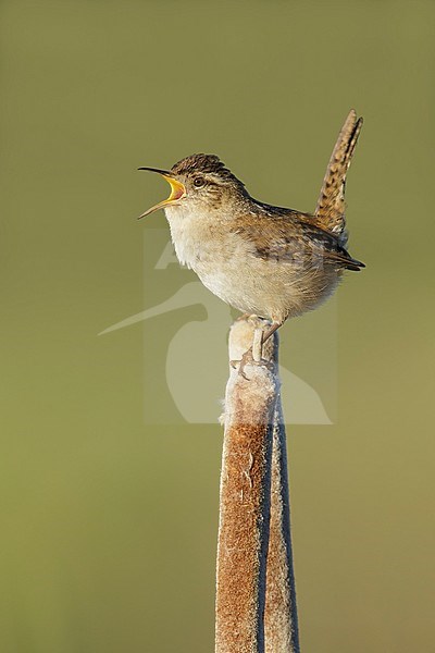 Adult Marsh Wren (Cistothorus palustris) 
perched on top of a reed stick in Lac Le Jeune, British Columbia, Canada. stock-image by Agami/Brian E Small,