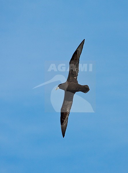 Witkinstormvogel vliegend; White-chinned Petrel flying stock-image by Agami/Marc Guyt,
