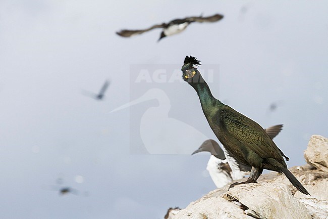 Adult European Shag (Phalacrocorax aristotelis aristotelis) in breeding colony in arctic northern Norway during breeding season. stock-image by Agami/Ralph Martin,