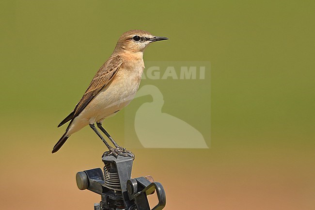 Isabelline Wheatear (Oenanthe isabellina) at a sprinkler in dry inland Oman stock-image by Agami/Eduard Sangster,