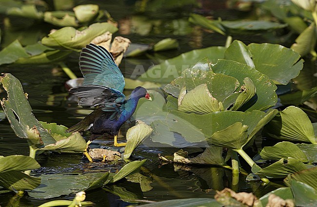 American Purple Gallinule (Porphyrio martinica), walking on Nuphars with raised wings in Florida, USA stock-image by Agami/Helge Sorensen,