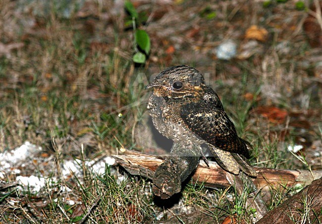 Chuck Will's Widow, Chuck-will's-widow, Antrostomus carolinensis stock-image by Agami/Pete Morris,