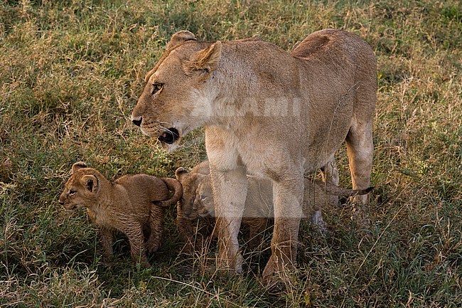 A female lioness, Panthera leo, with its 45-50 days old cubs. Ndutu, Ngorongoro Conservation Area, Tanzania. stock-image by Agami/Sergio Pitamitz,