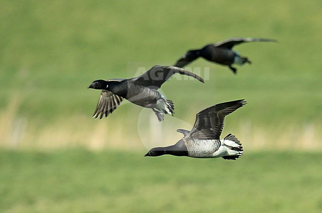 Pale-bellied Brent Goose (Branta bernicla hrota), adult in flight, seen from the side, showing pale belly. stock-image by Agami/Fred Visscher,