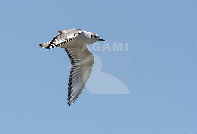 First-summer Bonaparte's Gull (Chroicocephalus philadelphia) near Juneau in Southeast Alaska, USA. Showing part of upper wing pattern. stock-image by Agami/Edwin Winkel,
