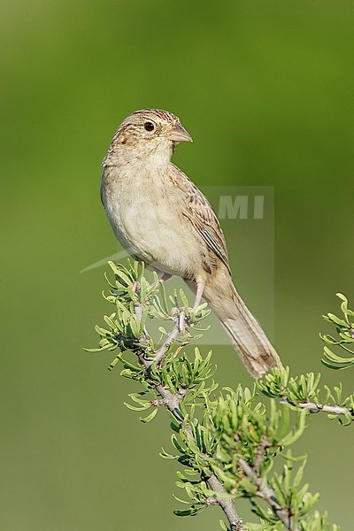 Adult Cassin's Sparrow (Peucaea cassinii) perched on green native scrub in Brewster County, Texas, USA. stock-image by Agami/Brian E Small,